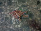   9637687480  Citroen Xsara 97-00 3D  (65) 