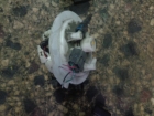   N (  )  Nissan Micra 2011-2013 (K13)  (7T) 