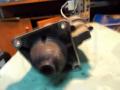    Alfa Romeo Alfa Romeo 145 95-98, Alfa Romeo Alfa Romeo 145 99-00 TWIN SPARK 0001107066 
