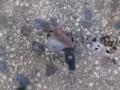   ABS  Hyundai Getz 3D 01-05 