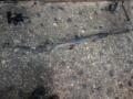     Mercedes Vito 95-03 A6384611101 