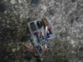    Fiat Punto 3D 99-03 (99) 
